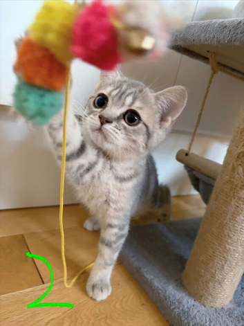 British Shorthair!