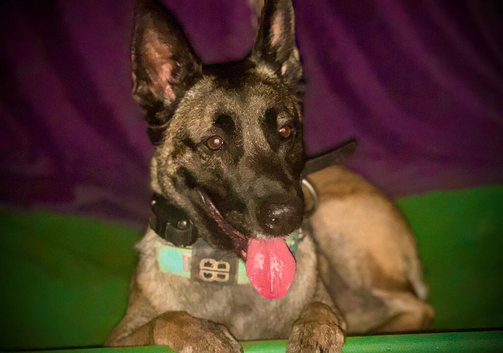 Delta the dutchie