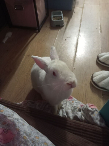 White 1 year bunny