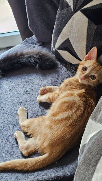 Beautiful female Ginger Kitten