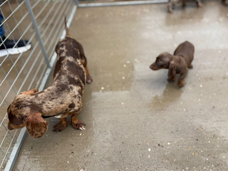 Dachshund