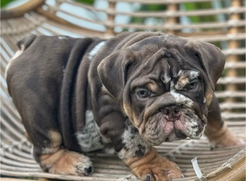 Beautiful English bulldog puppies