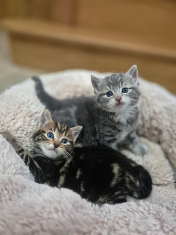 Two Kittens Looking for new families