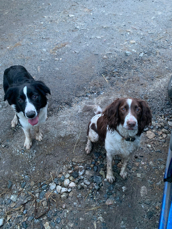 Dog walking and sitting