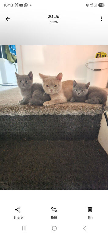 3 british shorthair kittens looking for there new servents