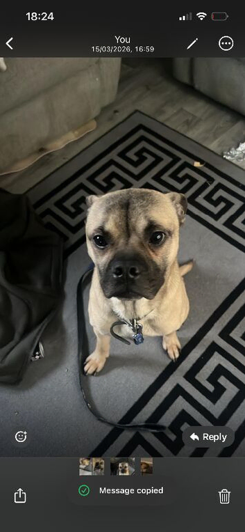 Buddy