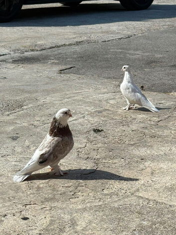 Kurdish pigeon