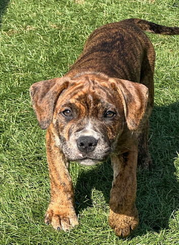 Staffordshire Bull Terrier X pups