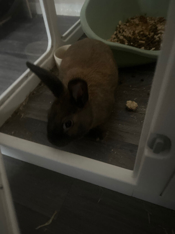 6 month old rabbit