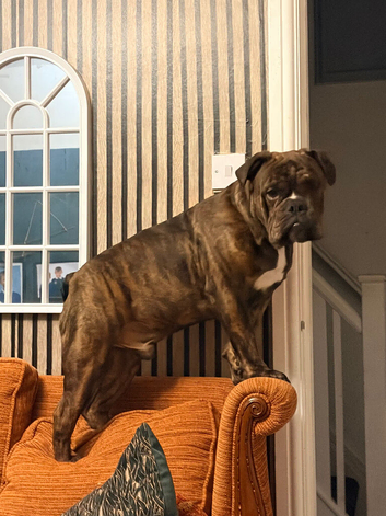 English bulldog