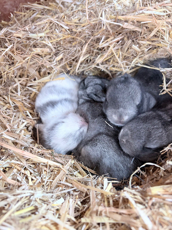 Beautiful Mini Lop Rabbits &ndash; 2 Weeks Old &ndash; &pound;50 Each &ndash; Ready to Reserve