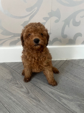 Toy poodle girl