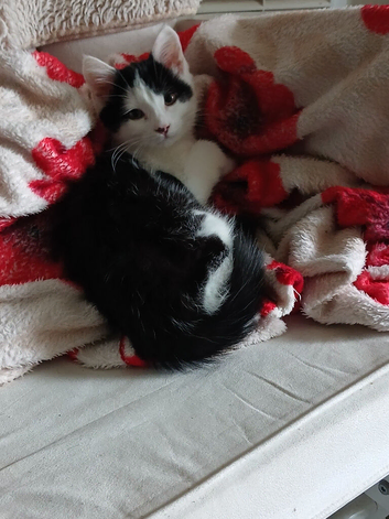 Dobbie, a sweet natured 12 month old male kitten