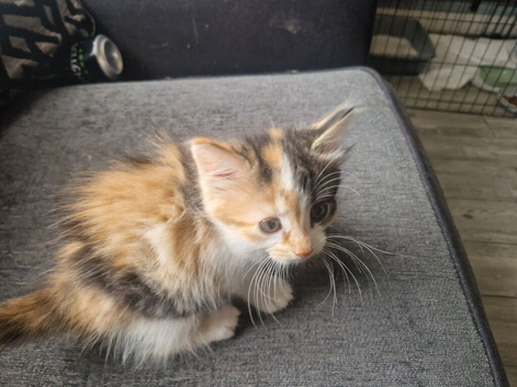 Ragdoll x main coon kittens
