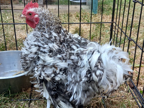 Handsome frizzle feathered pekin Cockerel