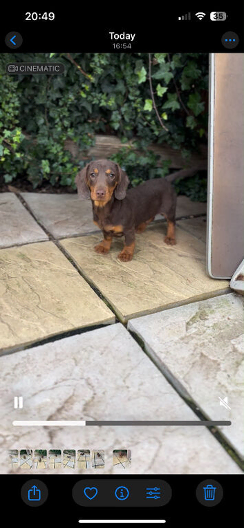 Dachshund pups for sale
