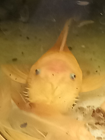 Bristlenose Pleco, Shrimps & 54l Tanks