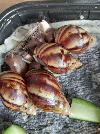 Giant African Land Snails