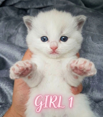 Champion bloodline Ragdolls