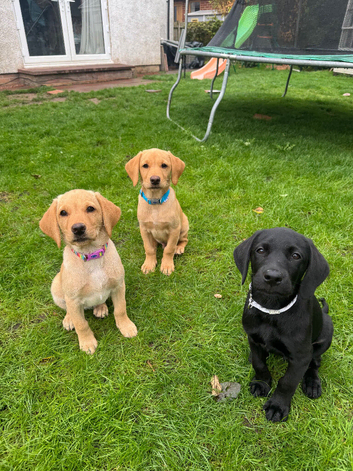 Labrador pups