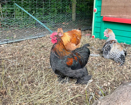 Pekin trio