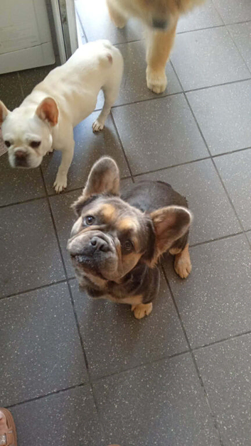 1 year old fluffy blue and beige Frenchie looking for his forever home he's good with kids and other dogs