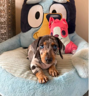EXTREME CUTENESS! MINIATURE DACHSHUND PUPPIES