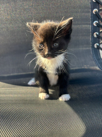 6 mixed breed tuxedo kittens