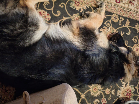 German Shepherd