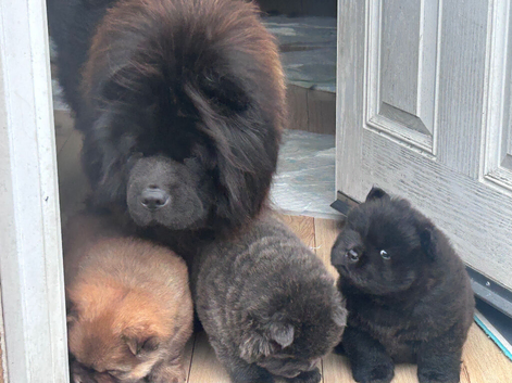 Chow chow ready now