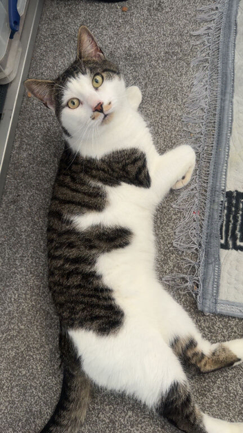 1 year old cat
