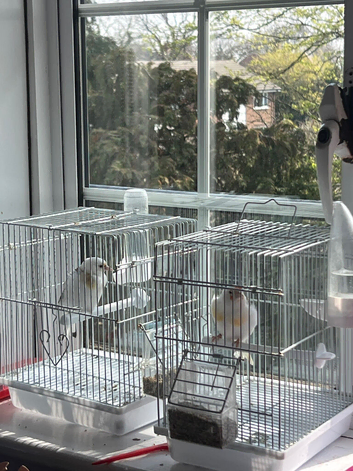 Golfinches