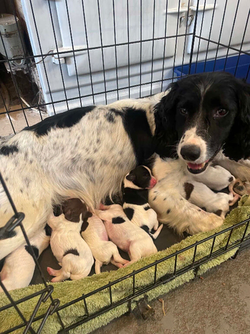 Springer Spaniel Puppies