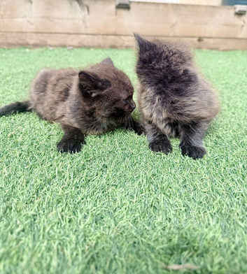 2x Female kittens