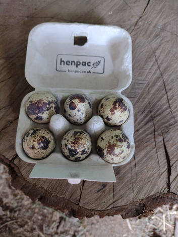 Organic fertile quails eggs