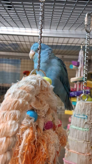 Stunning Young Parrotlets