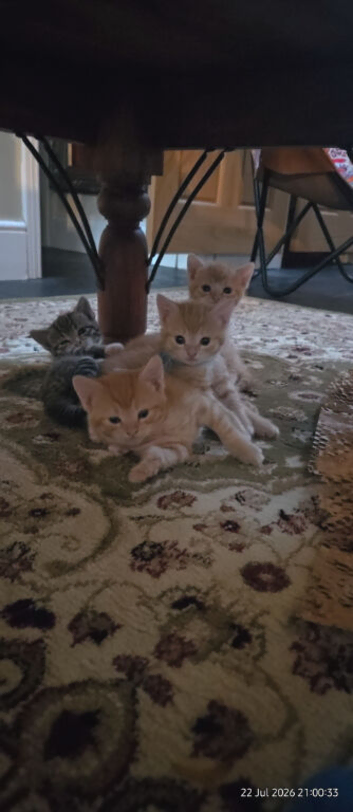 Mixed Litter 3 Ginger Boys, 2 Brown Stripey Girls