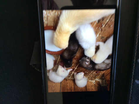 Ferret kits