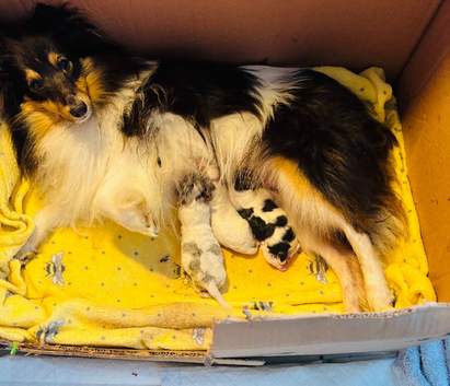 Beautiful Shetland sheepdog puppies