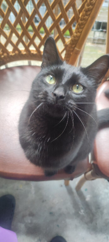 Bombay cat