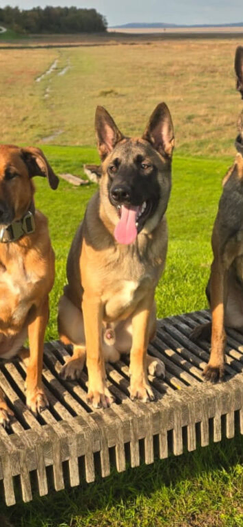Male Belgian Malinois for sale