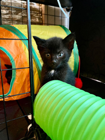 Stunning Indoor Bombay Kittens &ndash; 3 Boys & 3 Girls Available (View with Parents)