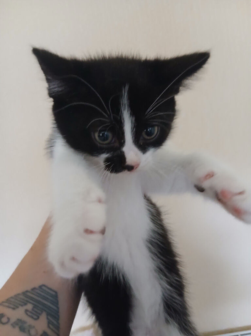 3 kittens