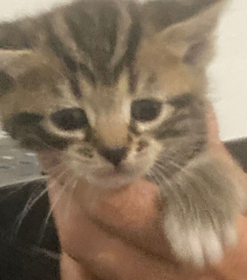 3 beautiful kittens available to view
