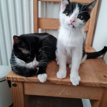 Mixed breed Persians
