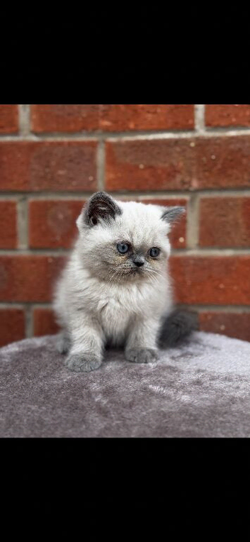 exotic persians