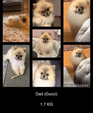 Pomeranian puppies KC registered