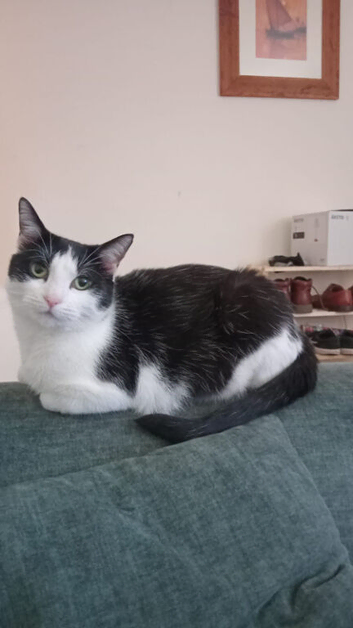 Lovely gentle girl cat for rehome
