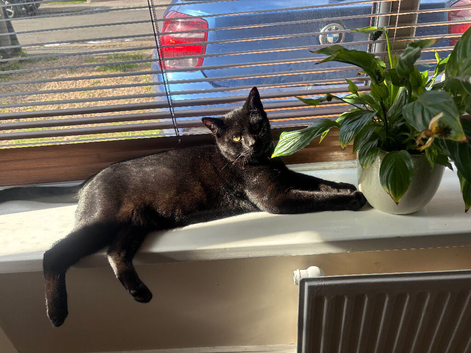 Jasper & Junie - looking for their forever home together