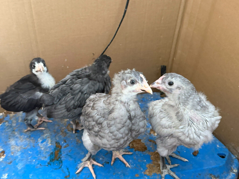 4 baby chicks